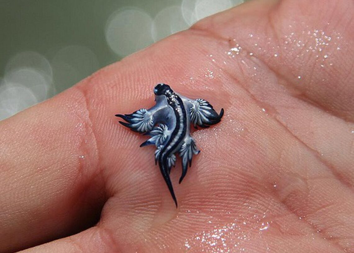 Aparece en un charco de Canet d'en Berenguer (Valencia) un ejemplar del dragón azul (Glaucus atlanticus).AYUNTAMIENTO CANET D'EN BERENGUER