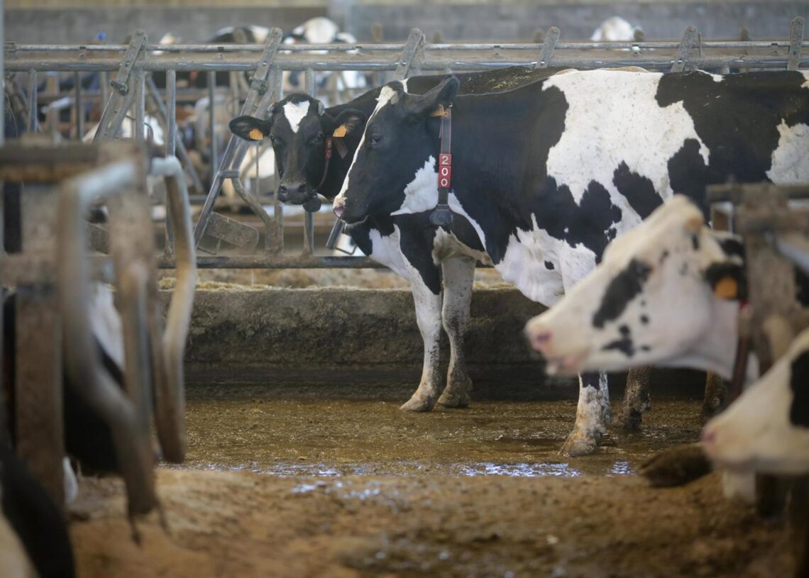 Archivo - Vacas de una ganadería de lácteo en Sabadelle, a 7 de agosto de 2023, en Chantada, Lugo, Galicia (España). Ganaderos gallegos han denunciado en los últimos días "abandono" por parte de la Xunta ante la vacunación contra la lengua azul. A este reCarlos Castro - Europa Press - Archivo