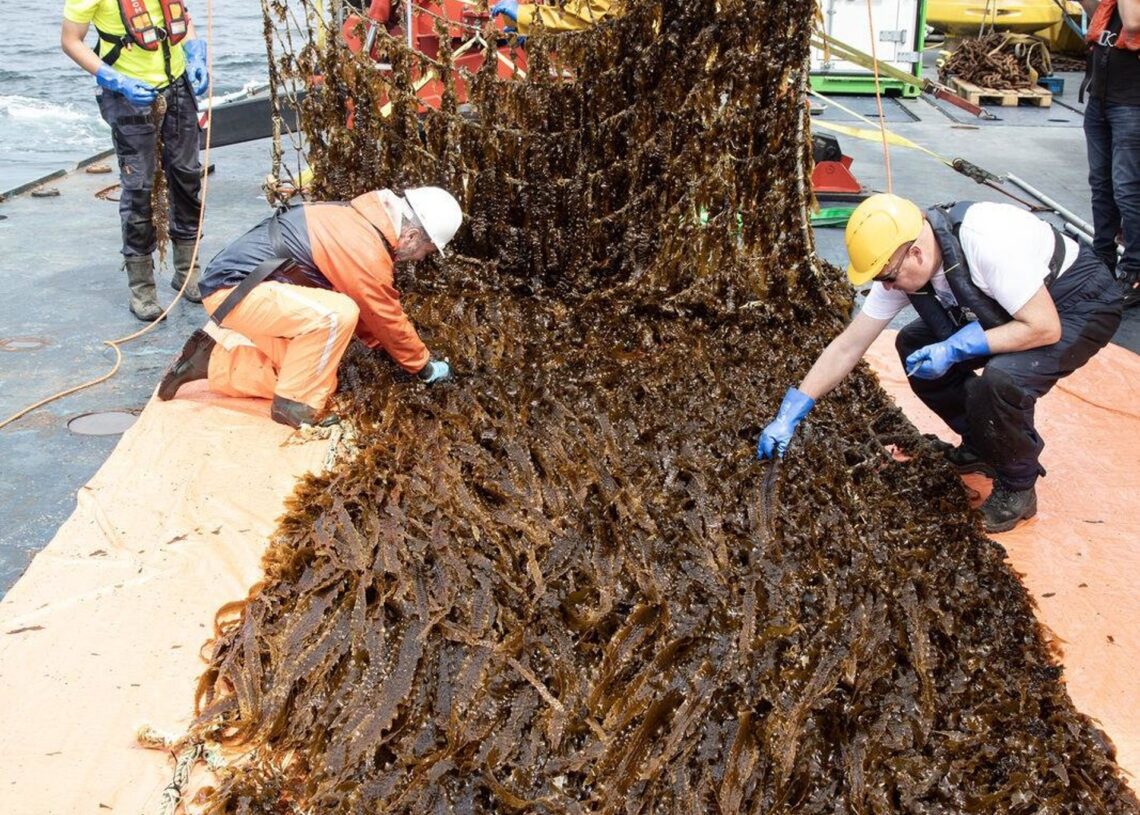 Amazon logra la primera cosecha de la granja de algas en el Mar del NorteAMAZON