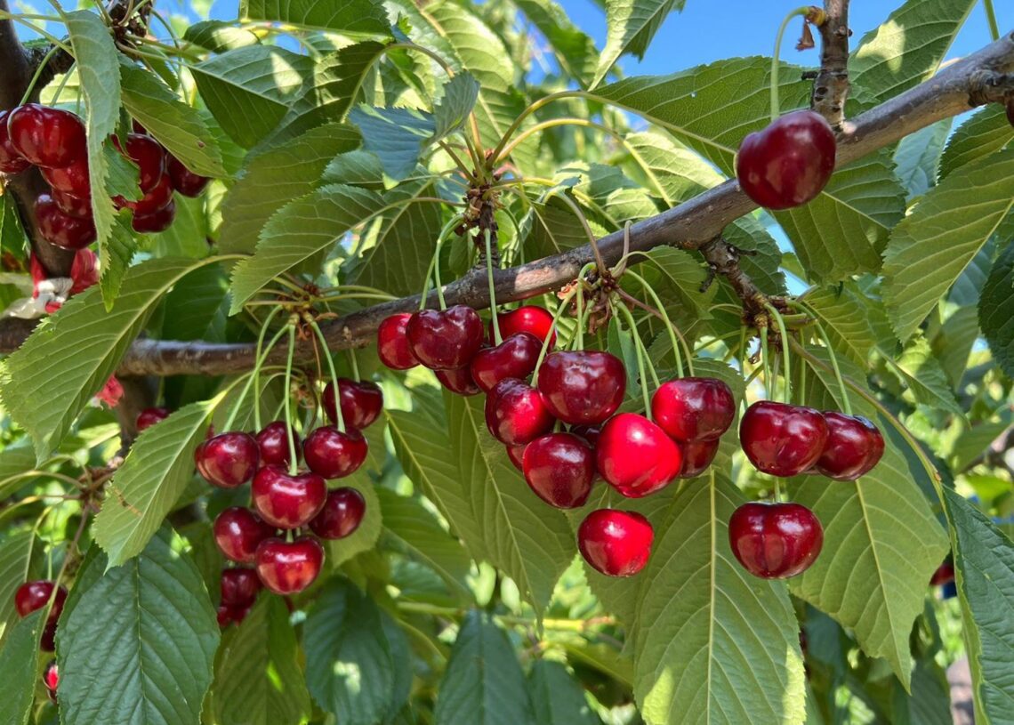 La D.O.P Cereza del Jerte cierra la campaña de 2025 con 1.300.000 kilos de producto certificadoDenominación de Origen Protegida Cereza del Jerte