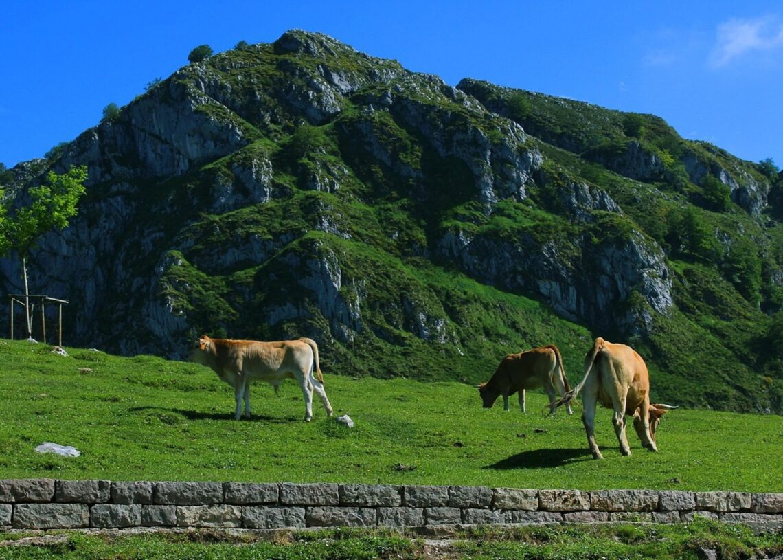 Archivo - Vacas en Asturias.USAGA - Archivo