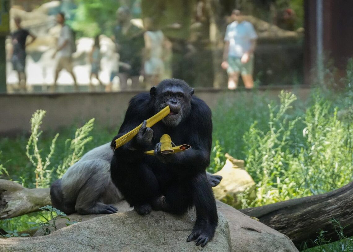 Un chimpancé del Zoo de Barcelona disfruta de comida helada proporcionada por los cuidadores para ayudarles a soportar el calor del veranoDAVID ZORRAKINO - EUROPA PRESS