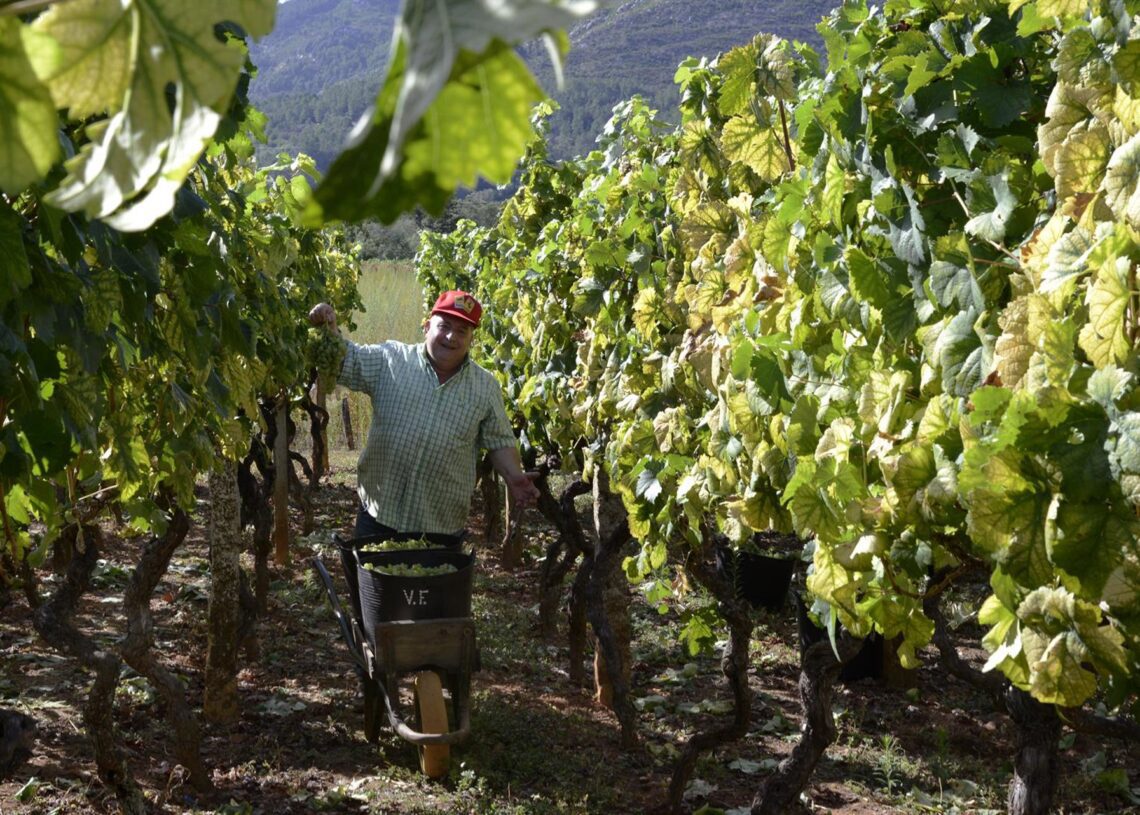Archivo - Vendimia y carga de uvas en contenedor  Rosa Veiga - Europa Press - Archivo