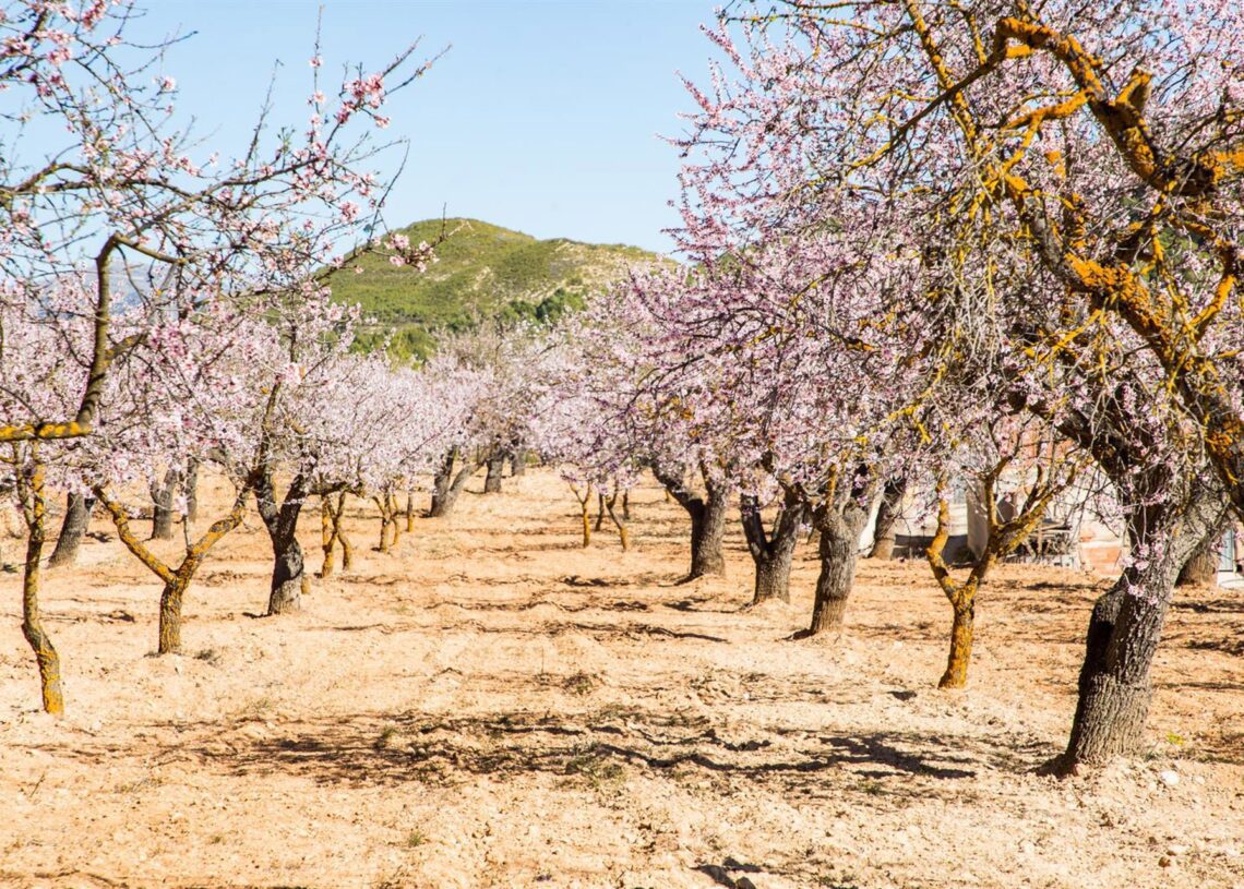 Archivo - Hilera de almendros en flor en Torremanzanas Joaquín Reina - Europa Press - Archivo