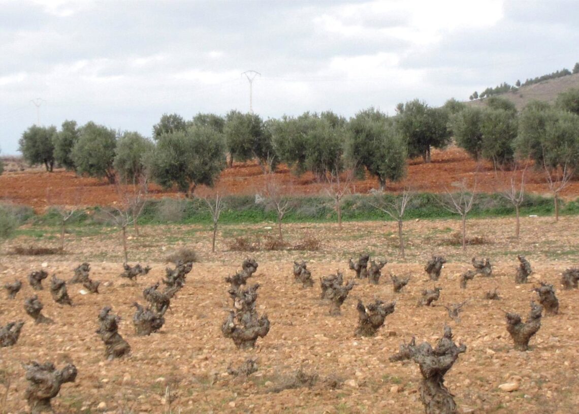 Archivo - Campo, viña, cosecha, agricultura, cepa, vinoEUROPA PRESS - Archivo