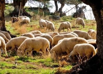 Rebaño de ovejas.JUNTA DE ANDALUCIA
