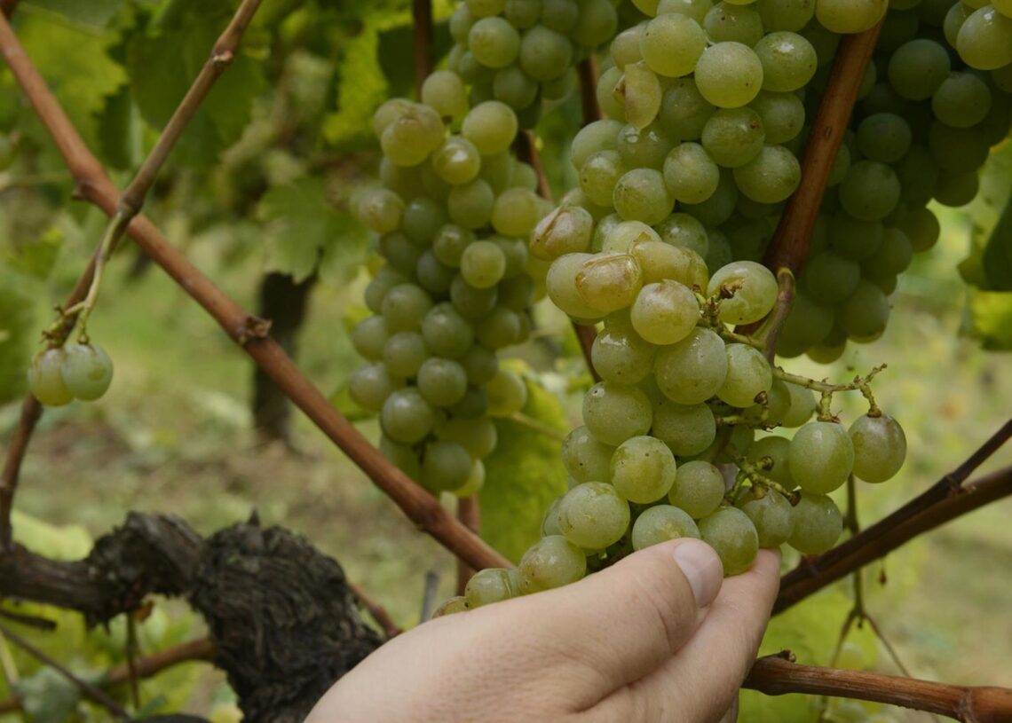 Archivo - Las uvas de un viñedo Rosa Veiga - Europa Press - Archivo