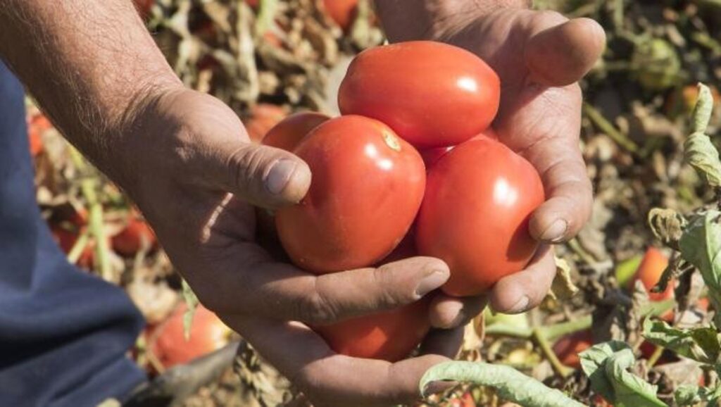 Los tomates son uno de los principales productos hortofrutícolas que exporta Marruecos a la UE.