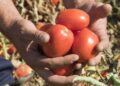 Los tomates son uno de los principales productos hortofrutícolas que exporta Marruecos a la UE.