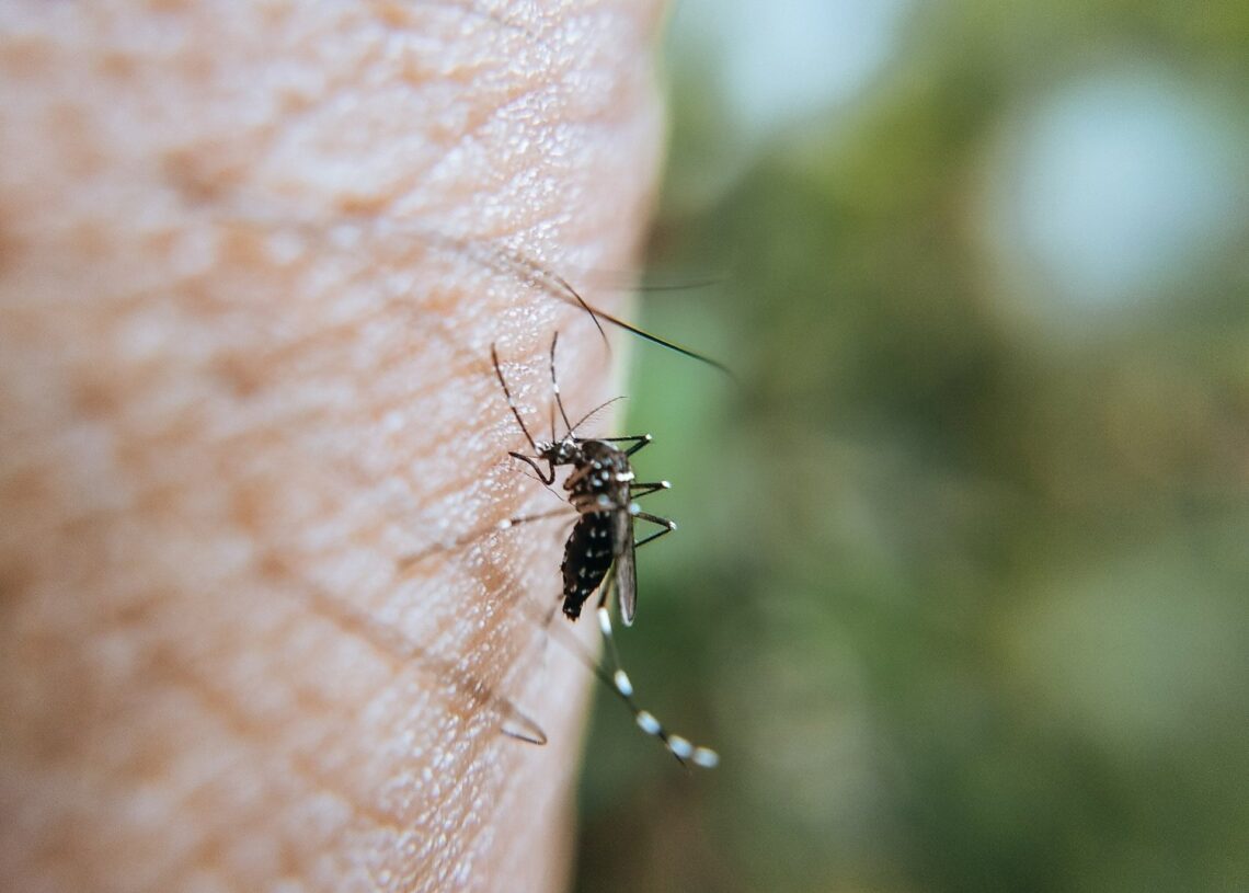 Archivo - Imagen de recurso de un mosquitoJUNTA DE ANDALUCÍA - Archivo