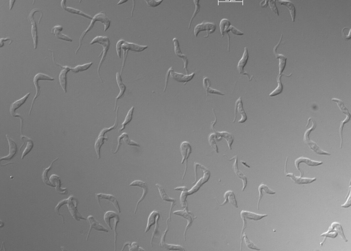 Archivo - Células de ‘Trypanosoma brucei’ en cultivo observadas al microscopio. /IPBLN-CSIC - Archivo