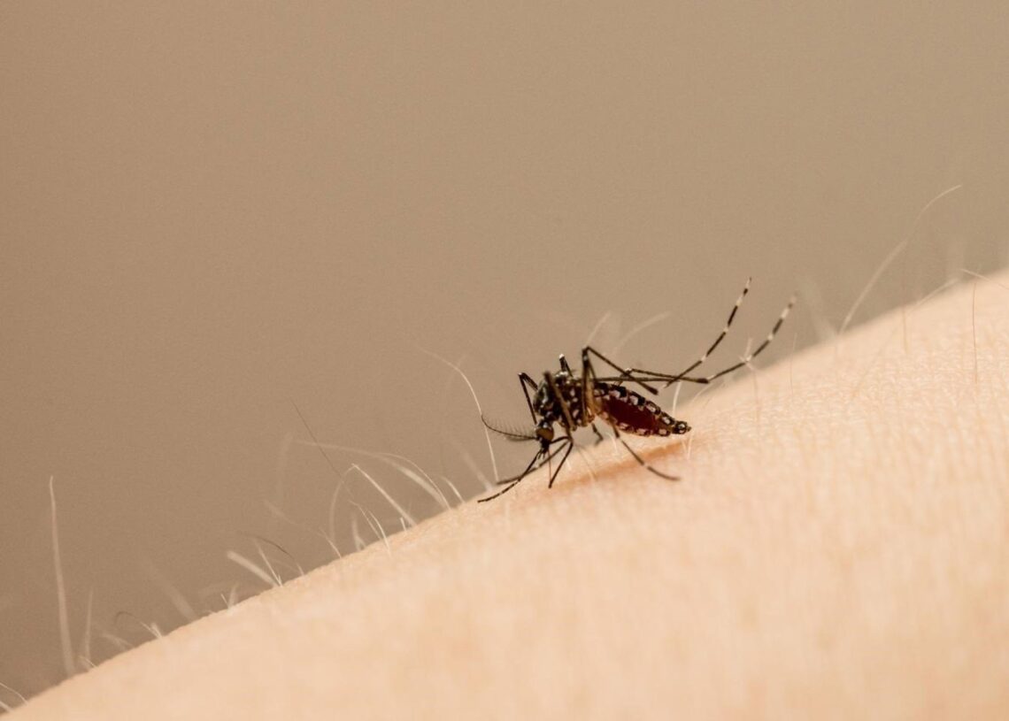 Archivo - Edes aegypti es el mosquito principal que transporta el virus ZikaJOHN EISELE/COLORADO STATE UNIVERSITY PHOTOGRAPHY