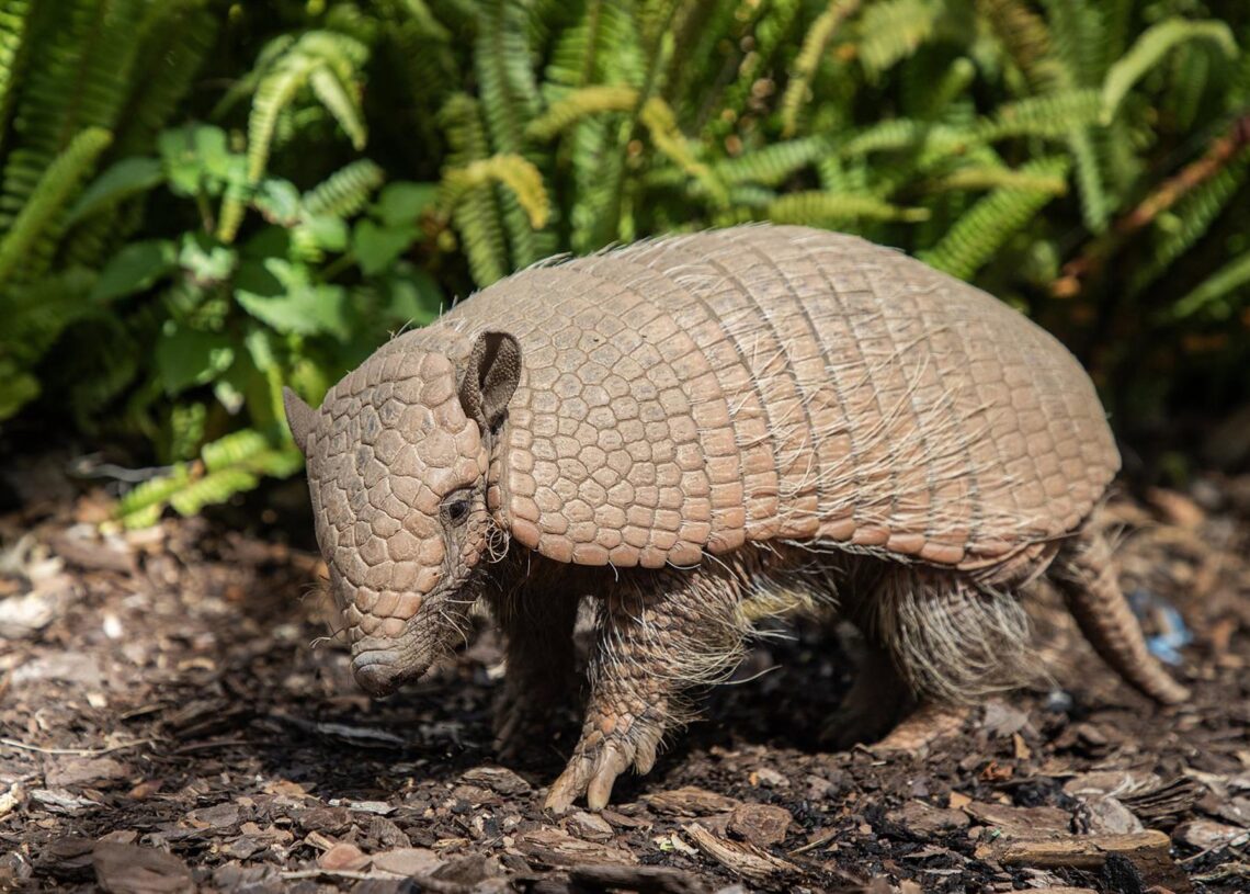 Archivo - Armadillo en SelwoSELWO - Archivo