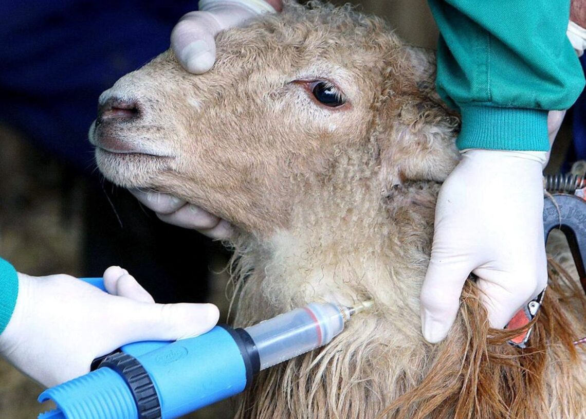 Vacunas a ovejas por lengua azulASAJA