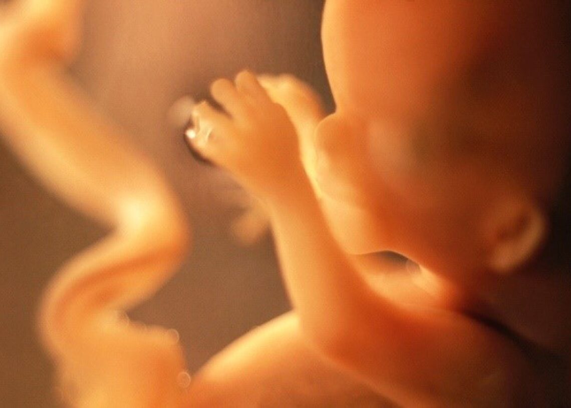 Archivo - Feto, embriónNATURE - Archivo