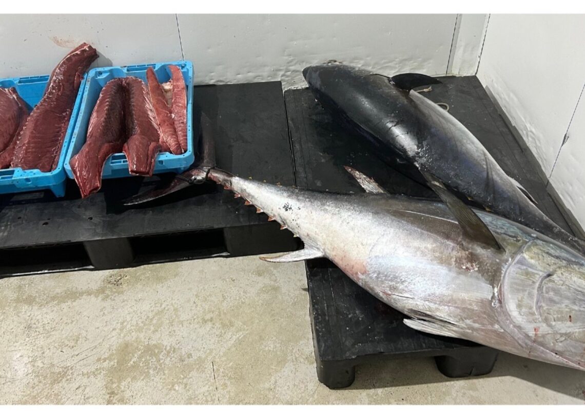 Archivo - La Generalitat decomisa 130 kilos de atún rojo procedentes de la pesca recreativaGENERALITAT - Archivo
