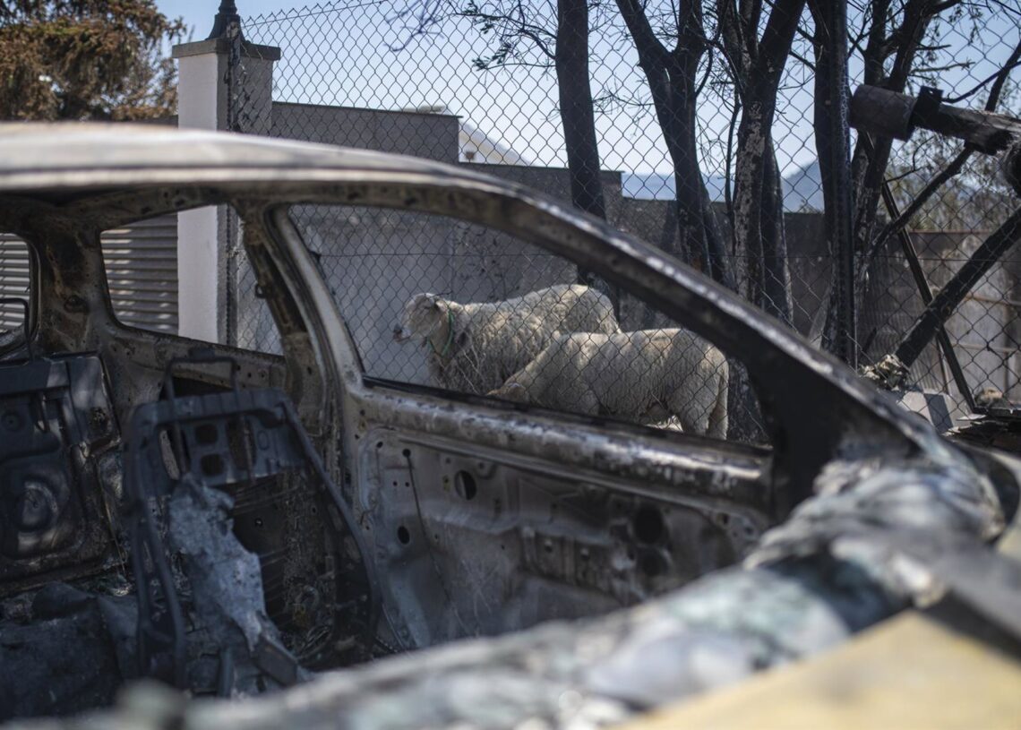 Archivo - Dos ovejas en las instalaciones de una vivienda afectada por el fuego Lorena Sopêna - Europa Press - Archivo