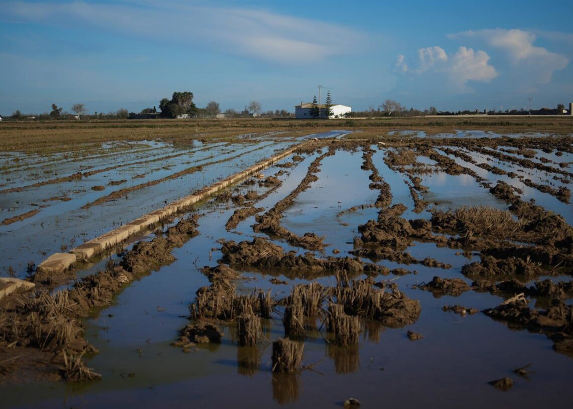 Archivo - Arrozales tras el paso de la DANA por Valencia Jorge Gil - Europa Press - Archivo