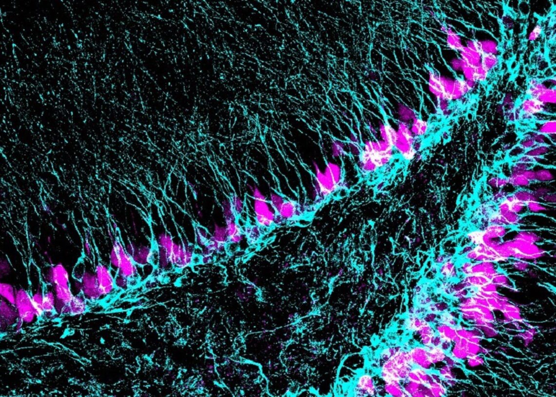 Región del cerebro donde se generan nuevas neuronas (azul) a lo largo de toda la vidaC. MEDINA - CSIC