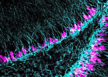 Región del cerebro donde se generan nuevas neuronas (azul) a lo largo de toda la vidaC. MEDINA - CSIC