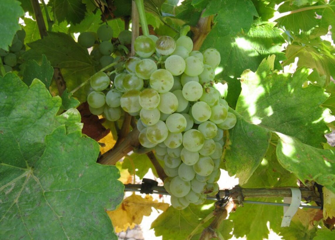 Racimo de uva.UPA-UCE