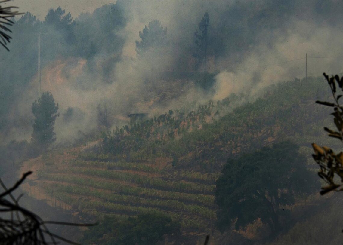 Vista de una viña en la DO Valdeorras, afectada por el fuego, a 16 de agosto de 2025, en A Rúa, Ourense, Galicia (España).Rosa Veiga - Europa Press