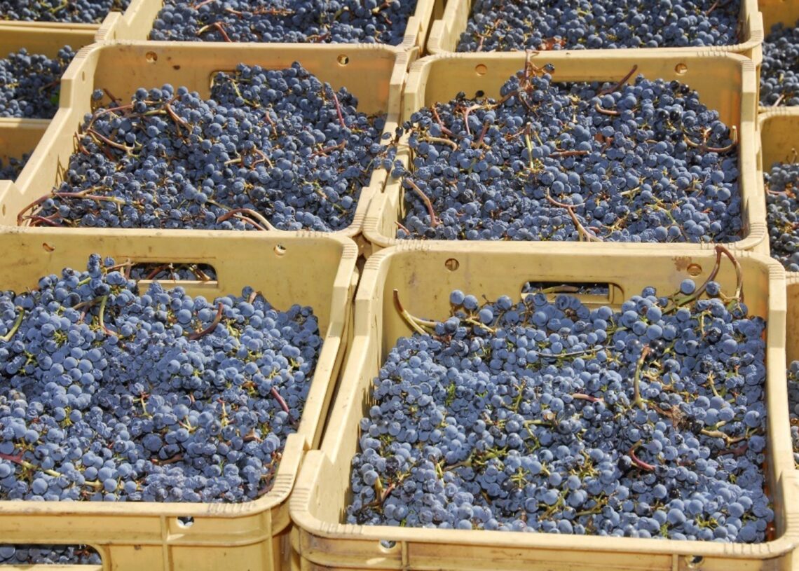 Archivo - El Govern prevé un inicio de la vendimia de 2025 "mejor que el del año pasado"GENERALITAT - Archivo