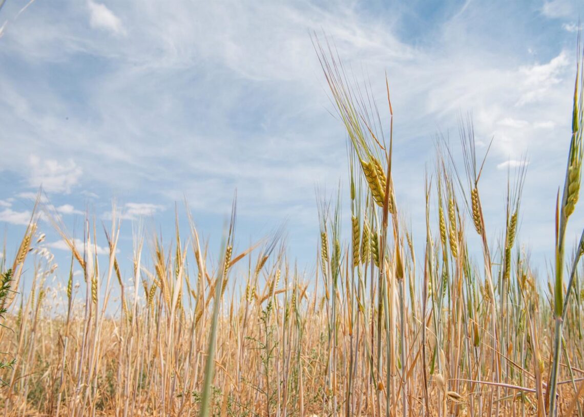 Archivo - Campo de trigo.Víctor Fernández - Europa Press - Archivo