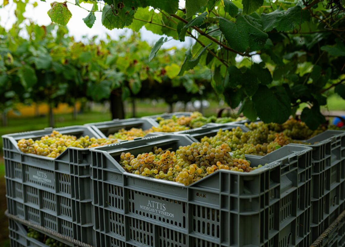 Archivo - Varias cajas llenas de uvas durante la época de vendimia Elena Fernández - Europa Press - Archivo