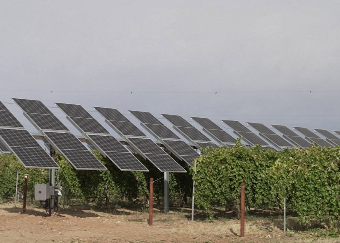 Proyecto Wine Solar de IberdrolaIBERDROLA