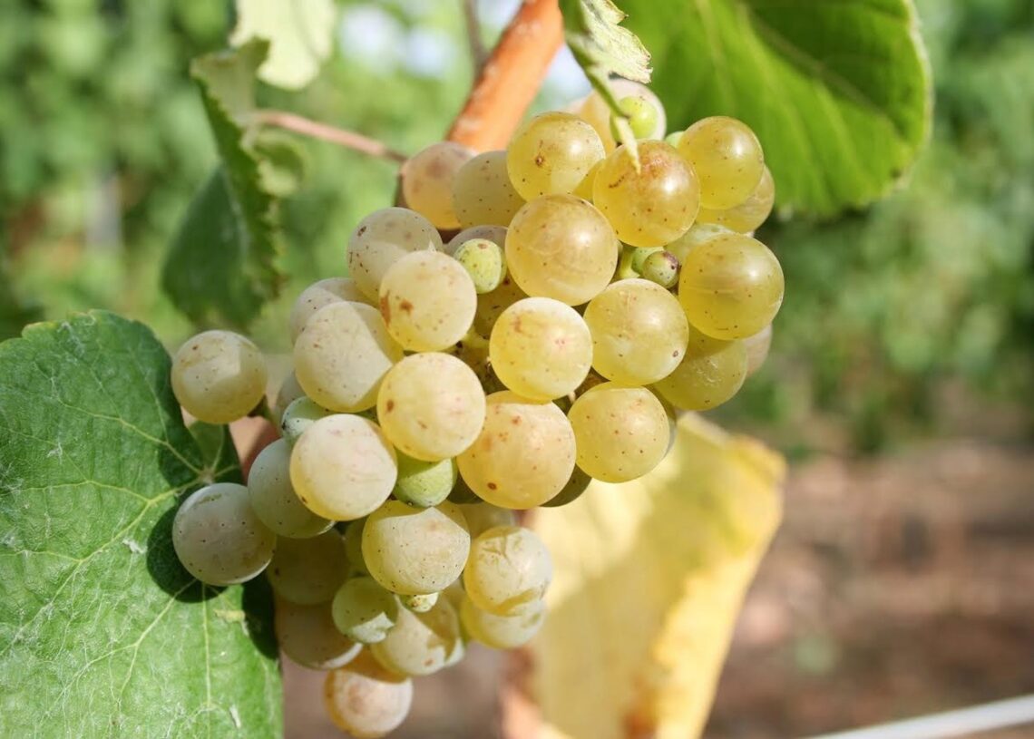 Arranca la vendimia en Maetierra (Calahorra) con la Moscatel de Grano MenudoMAETIERRA
