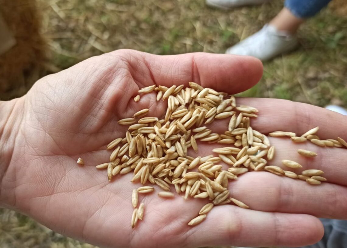 Archivo - Imagen de recurso de granos de avena.EUROPA PRESS - Archivo