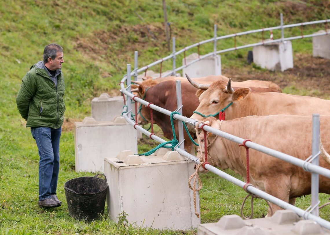Archivo - Ganado durante la V Feria en defensa del ganadero de montaña Carlos Castro - Europa Press - Archivo