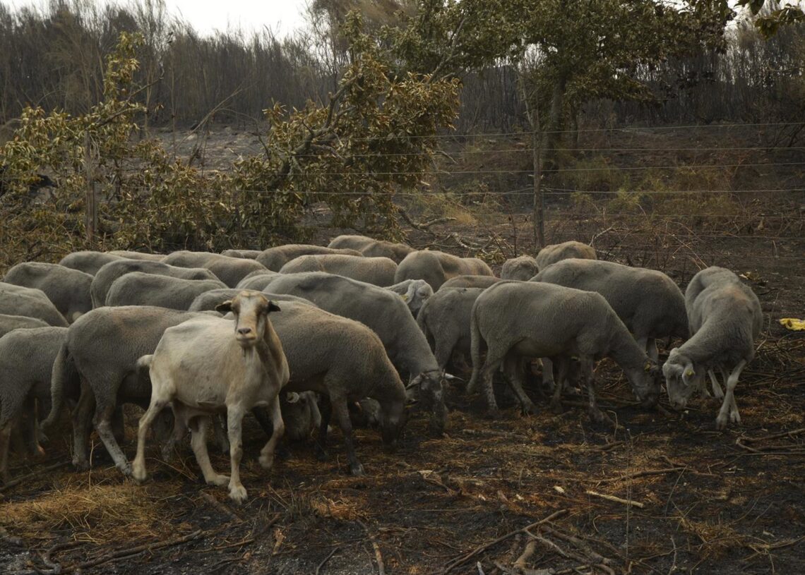 Ovejas supervivientes del fuego en A Caridade Rosa Veiga - Europa Press