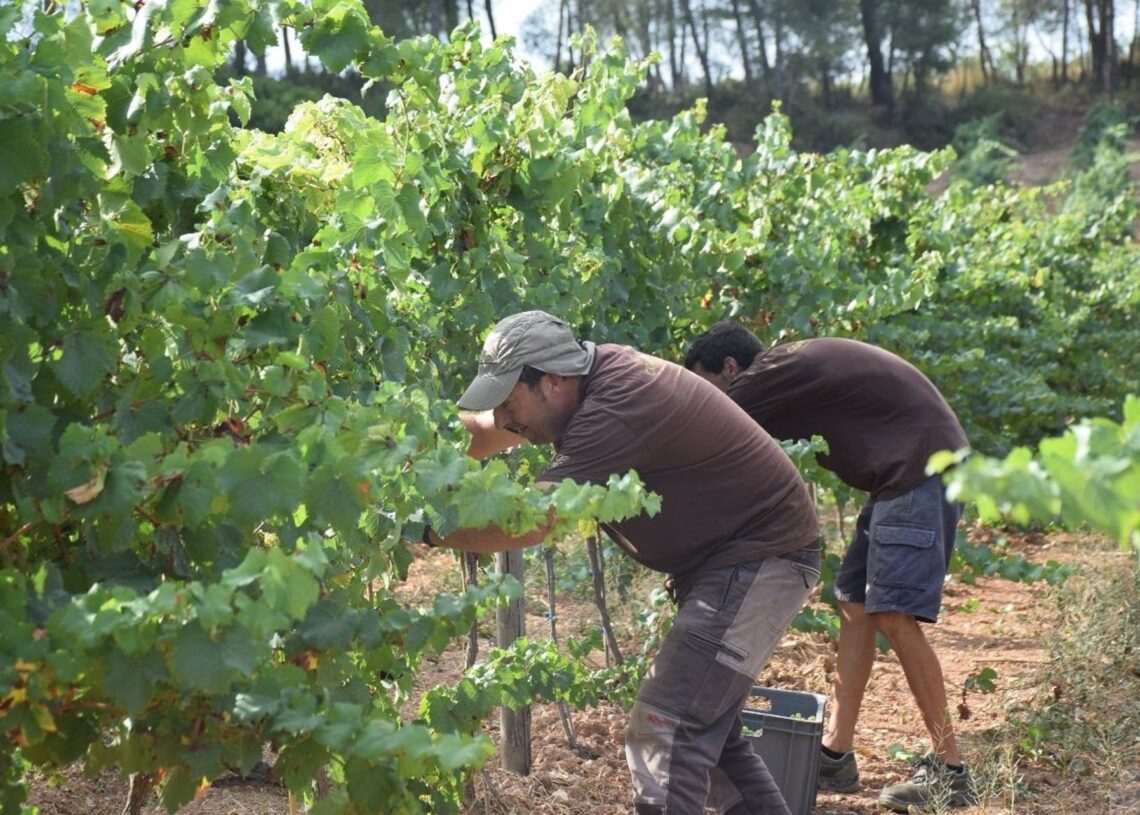 Un viñedoDO PENEDÈS