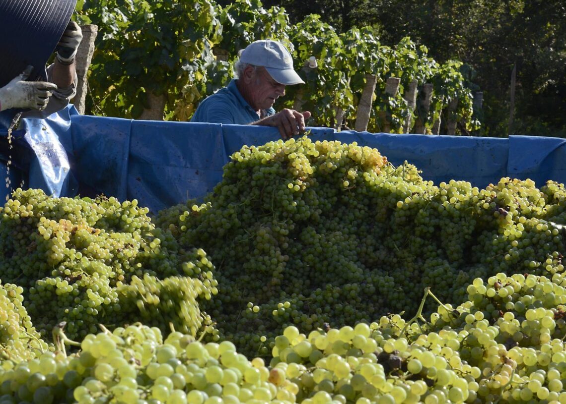 Archivo - Vendimia y carga de uvas en contenedor  Rosa Veiga - Europa Press - Archivo