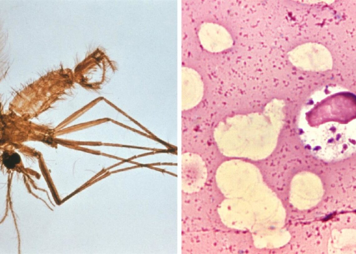 A la izquierda, flebótomo -transmisores de la enfermedad-, y a la derecha, 'Leishmania' visceral en células de médula óseaCDC