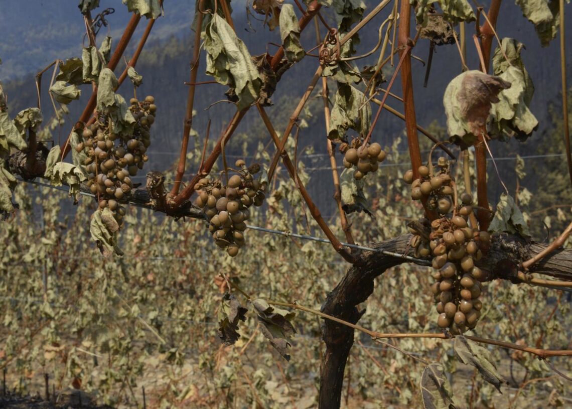 Viña afectado por el fuego, en las laderas de Cernego en Villamartín de Valdeorras Rosa Veiga - Europa Press