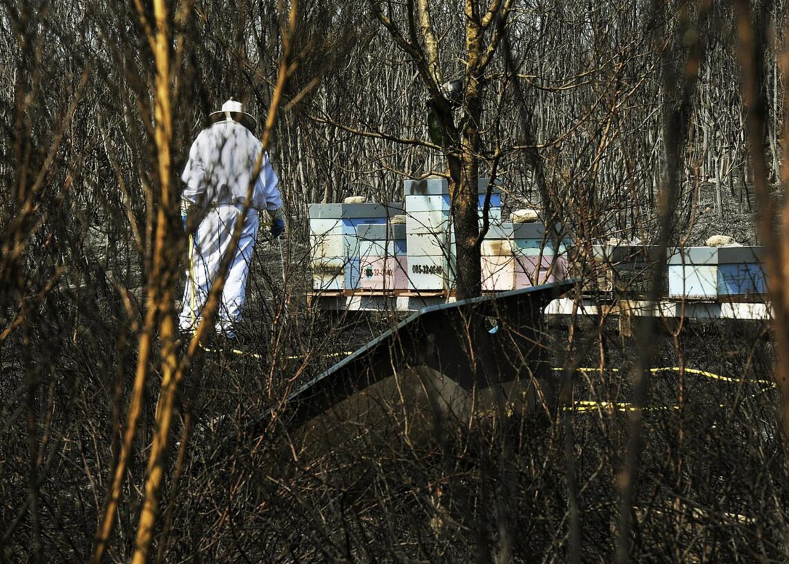 Archivo - Un apicultor revisa y riega sus colmenas junto a una zona quemada por el incendio de Cualedro (Ourense) en 2020. Foto de archivo.Rosa Veiga - Europa Press - Archivo
