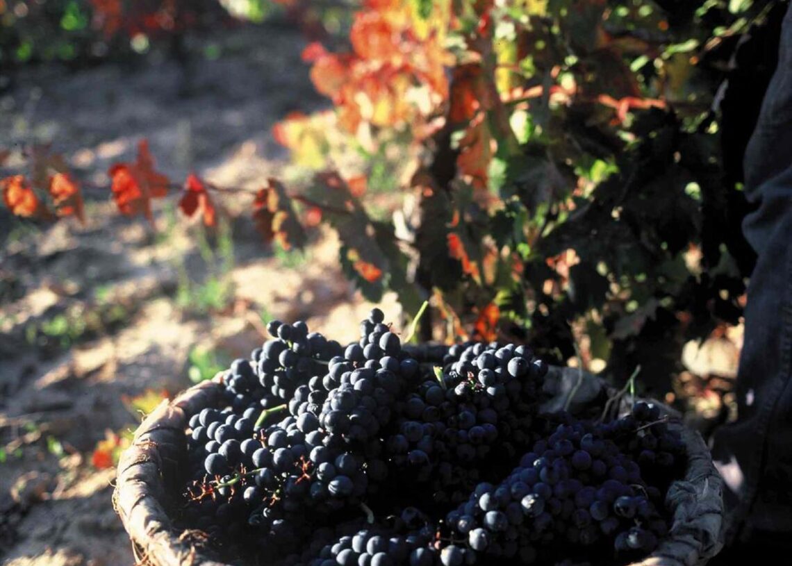 Archivo - VendimiaCONSEJO REGULADOR DE LA DOC RIOJA - Archivo