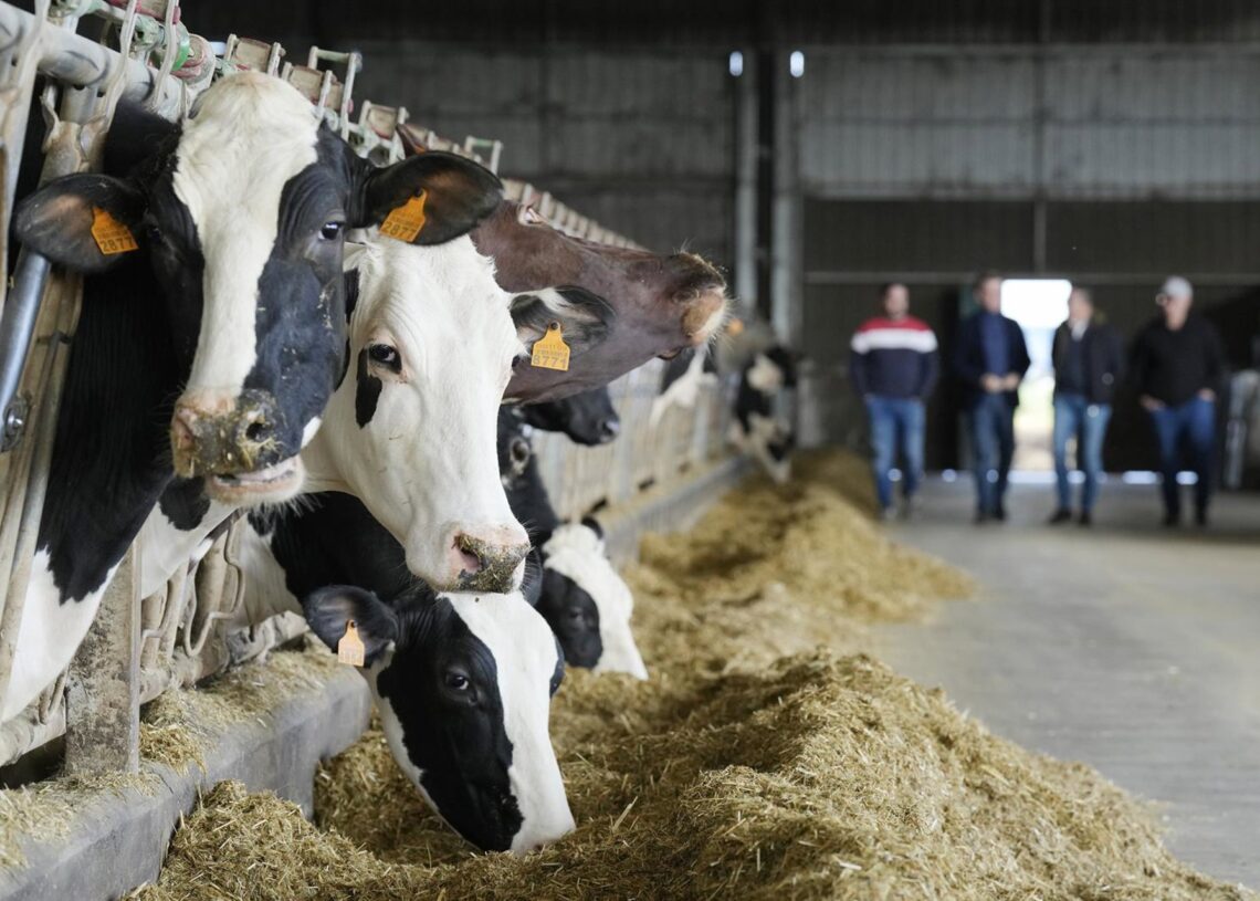Archivo - Varias vacas en una explotación agraria, a 5 de febrero de 2024, en Lalín, Ourense, Galicia (España).Álvaro Ballesteros - Europa Press - Archivo