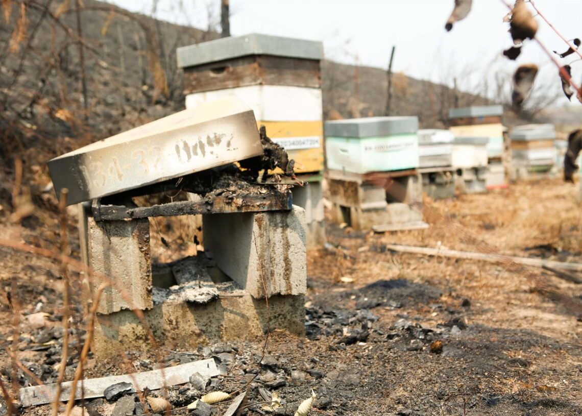 Colmenas quemadas por los incendios, Carlos Castro - Europa Press