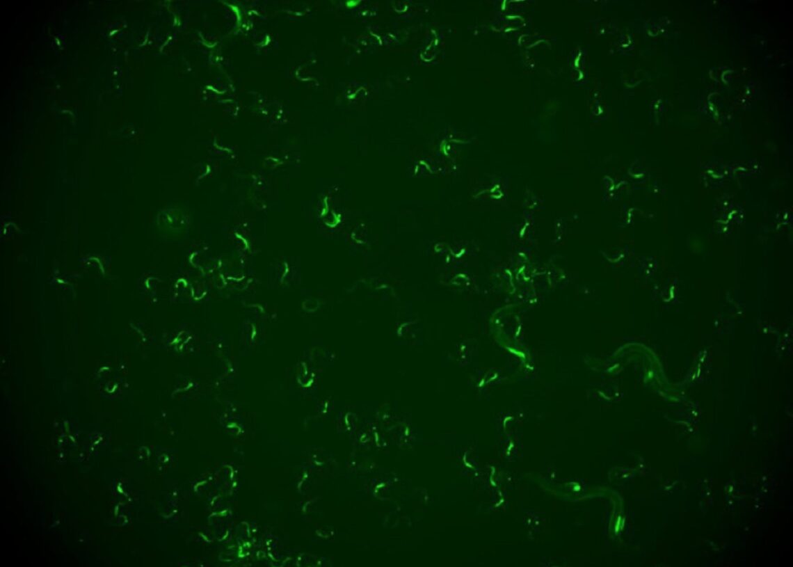Grupo de 'C. Elegans' infectados visualizados con una lupa. La fluorescencia verde corresponde con las células infectadas y permite distinguir animales infectados de sanos.I2SYSBIO-CSIC-UV