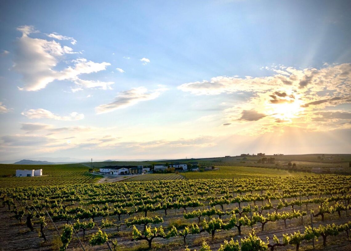 Archivo - Un viñedo de Montilla-Moriles.RUTA DEL VINO MONTILLA-MORILES - Archivo