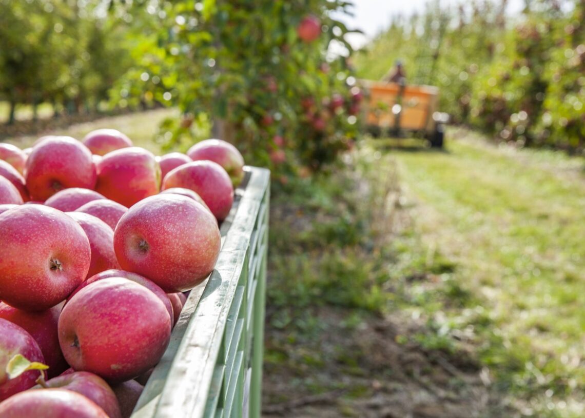 Archivo - Manzanas de Pink LadyPINK LADY - Archivo