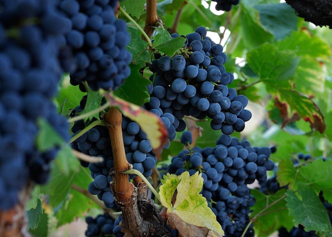 Viñedos en el Priorat (Tarragona)DO MONTSANT