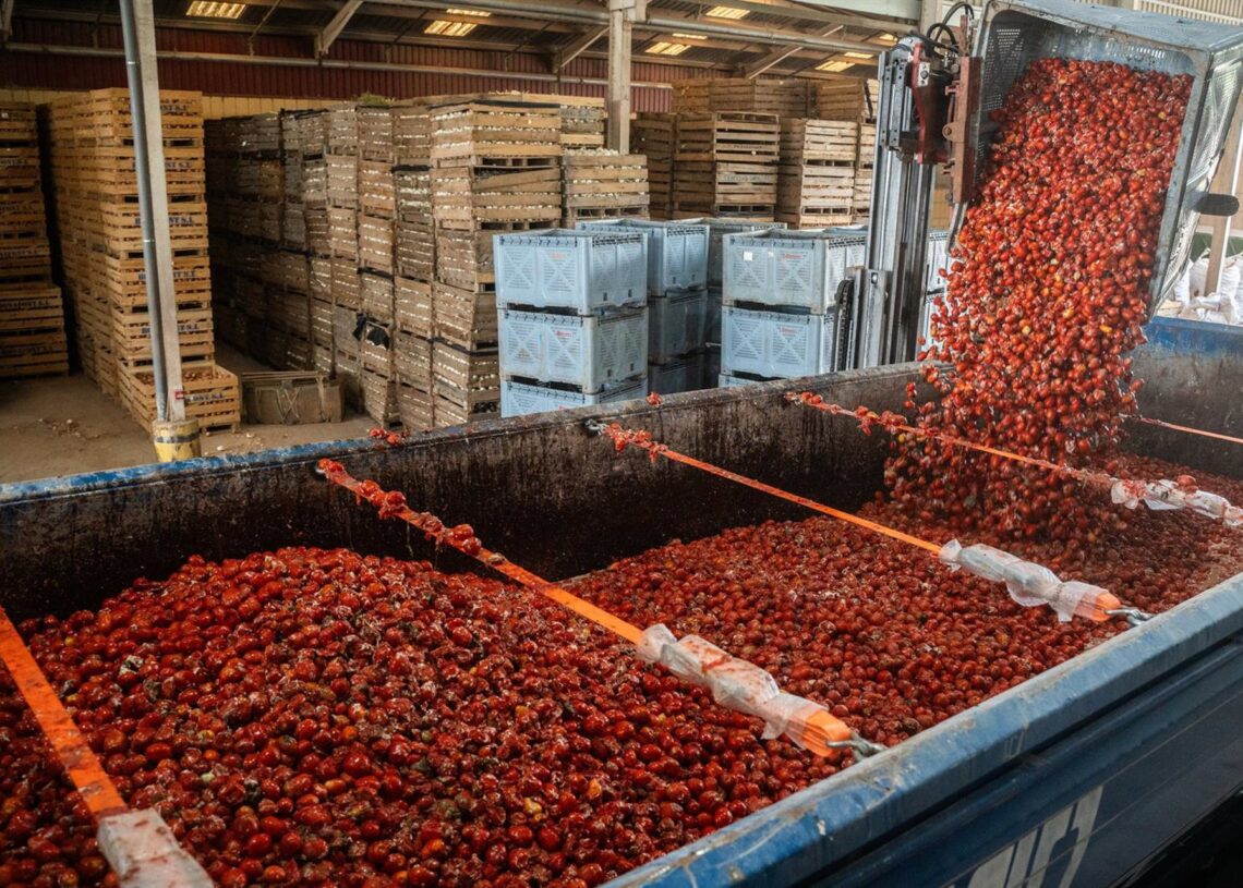 Imagen de la carga de los tomates en Buñol para la TomatinaJORGE GIL/EUROPA PRESS