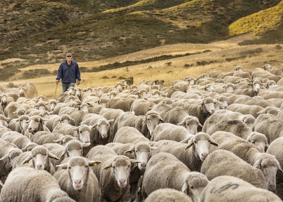 Archivo - Pastor con sus ovejasJOSE BAREA/INTEROVIC - Archivo