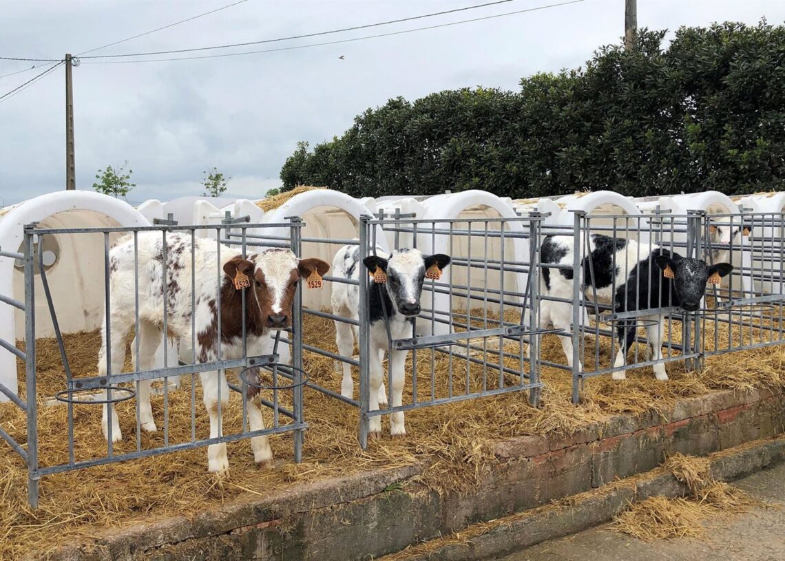 Terneros en una granjaGOBIERNO DE CANTABRIA