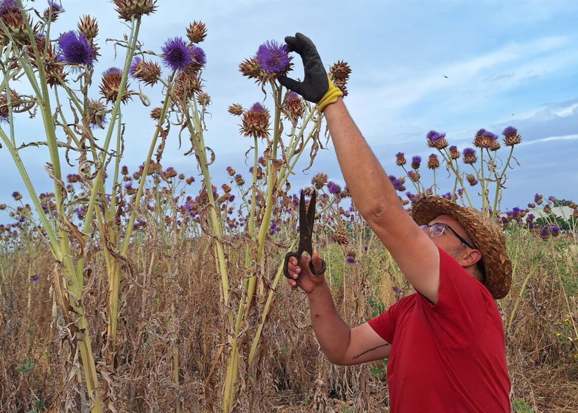 La Torta del Casar recoge 200 kilos de cuajo vegetal para elaborar sus quesos amparadosD.O.P. Torta del Casar